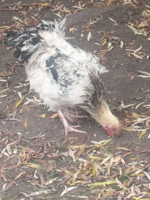 Sprzedam koguty młode