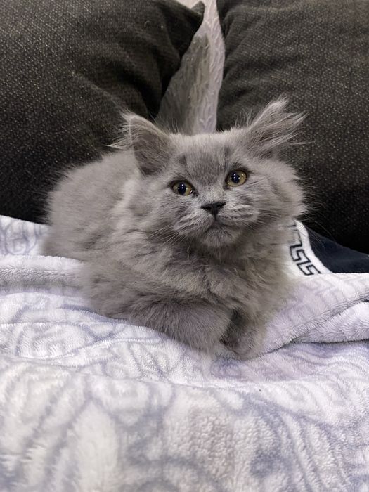 Шотландская кошечка ( scottish straight )