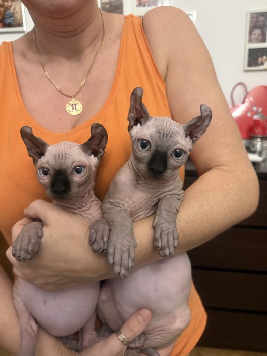 luksusowy niebiesko oki chłopczyk