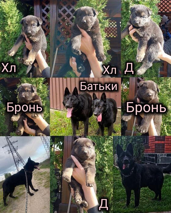 Продам цуценя дівчинку німецької вівчарки