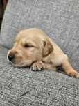 Golden retriever piesek z rodowodem