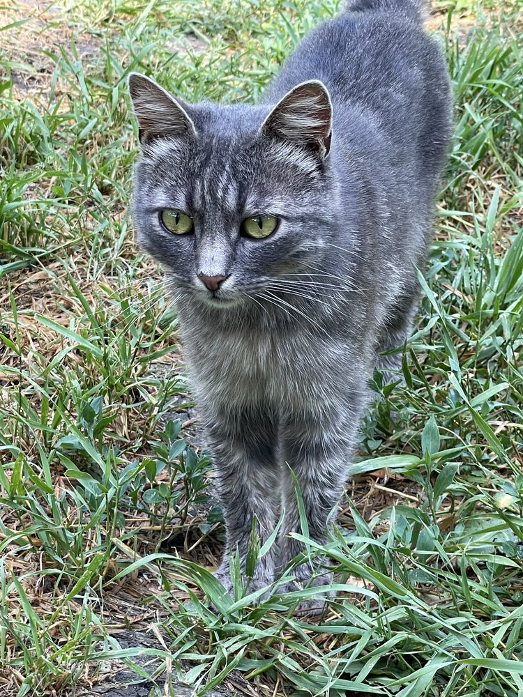 Бесплатно котики