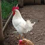 Vendo galos branco