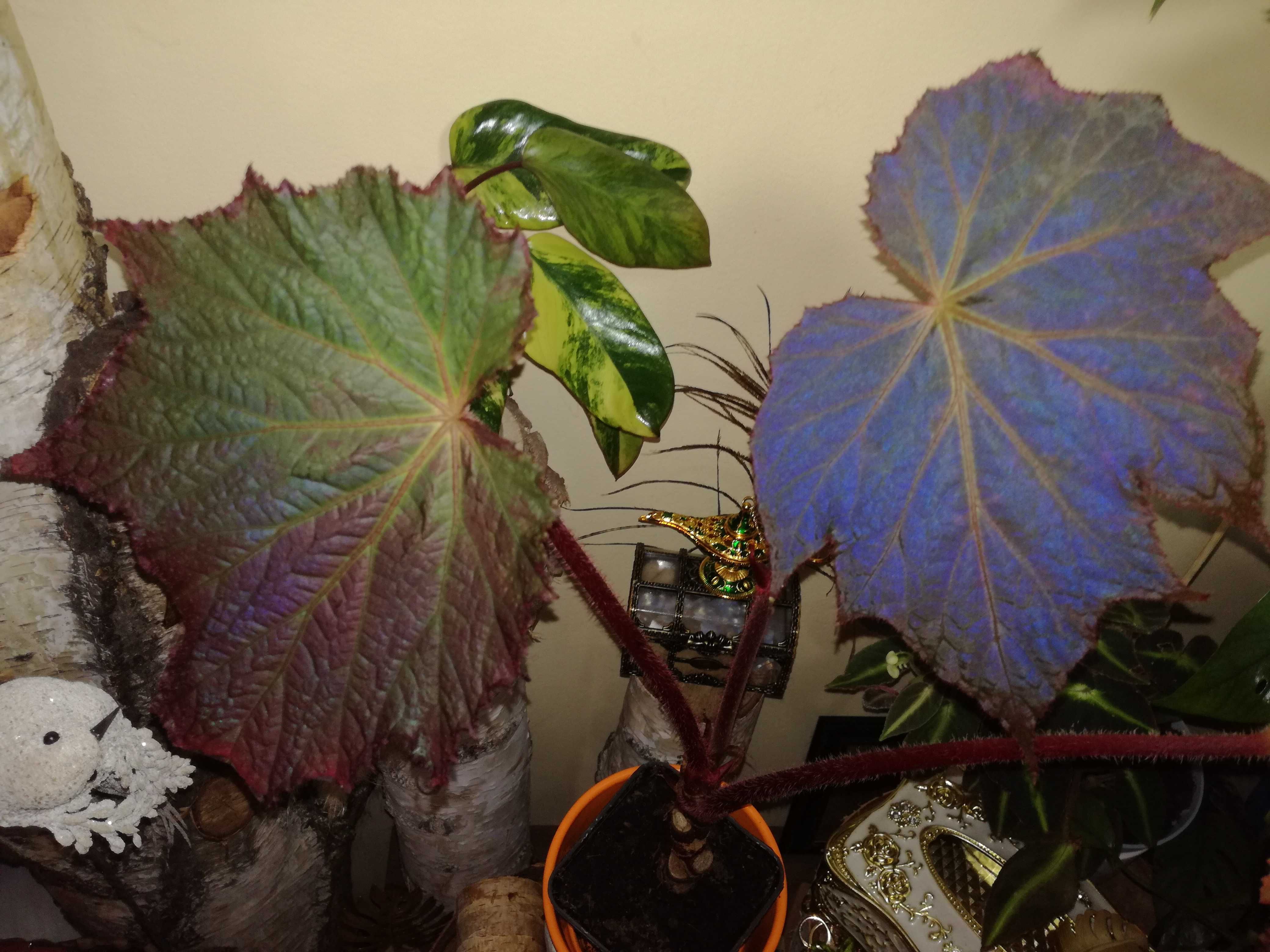 Begonia Harvest Moon - Moonshine variegata blue monstera philodendron