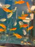 molinezja orange GRUBY KOCUR sklep zoologiczny rzeszów
