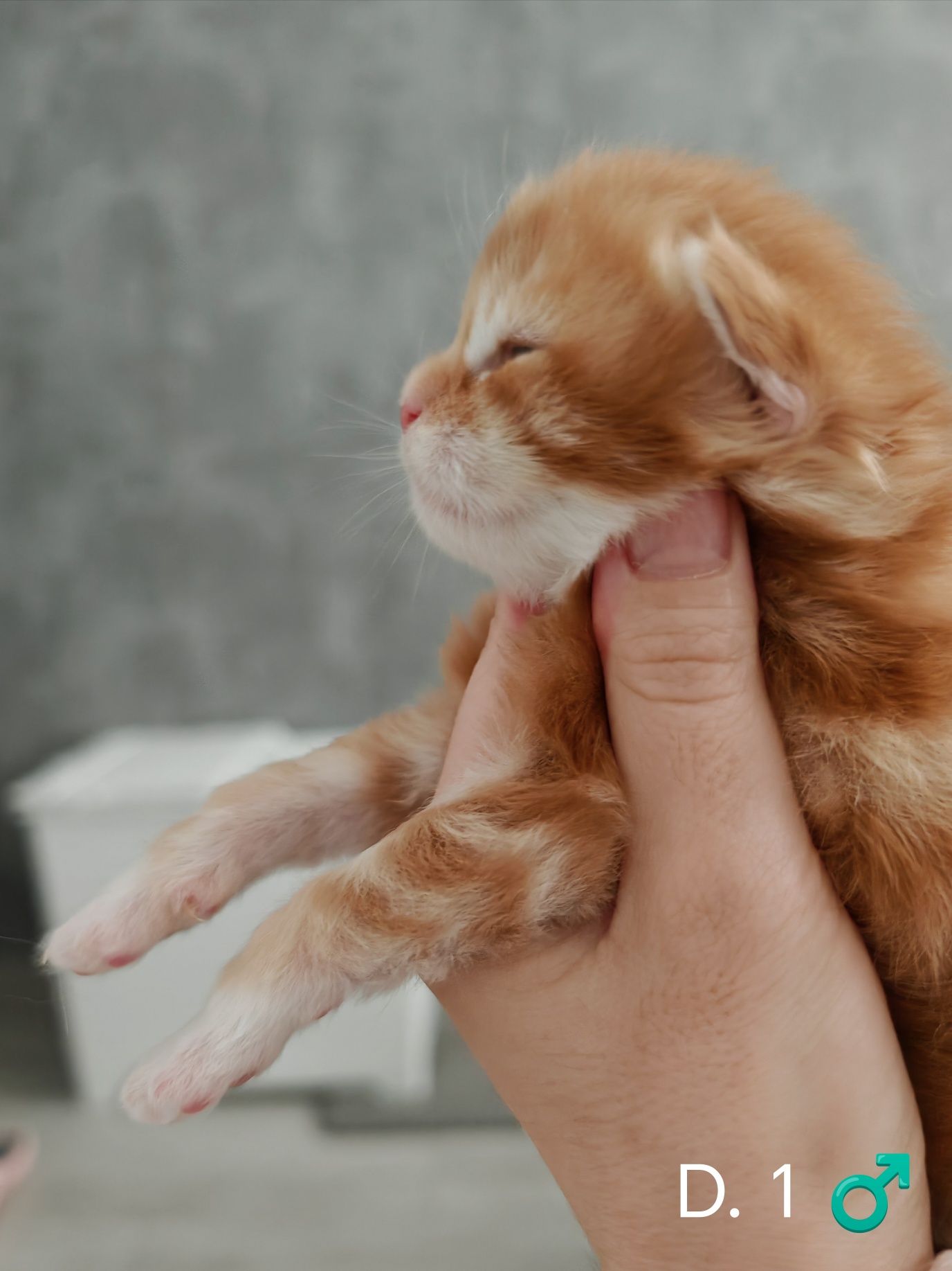Rudy klasyczne pręgowany z bielą kocurek Maine Coon