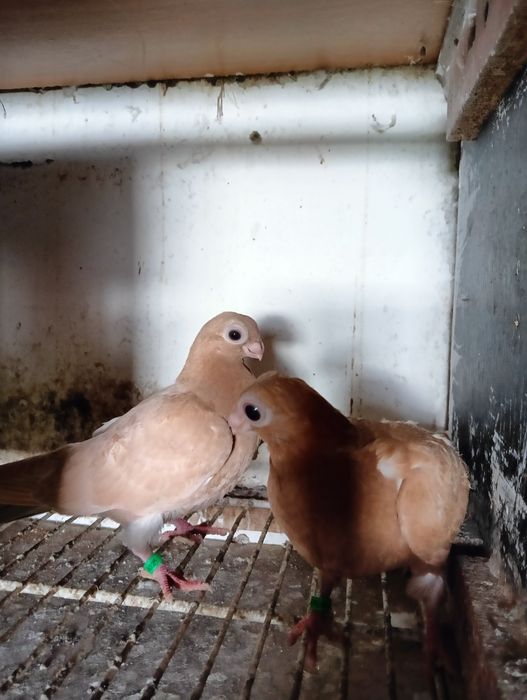 Sprzedam młode brodawczaki