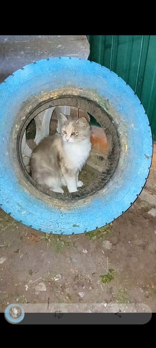 Віддам кицьку в добрі руки