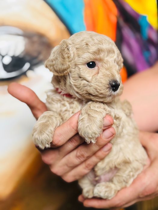 Rezerwacja - MALTIPOO 1FB - pies | 75% PUDEL TOY 25% MALTIPOO