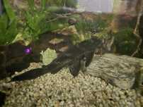 Plecostomus 25cm