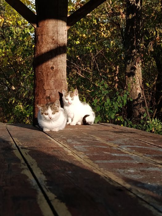 Терміново, кошенята шукають дім