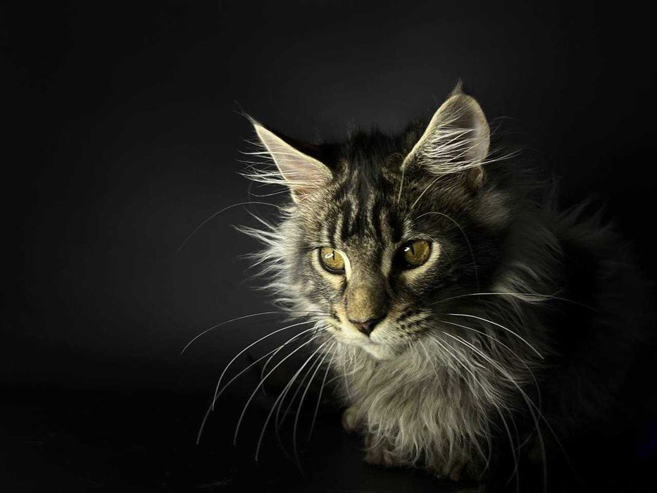 Сріблястий мейн-кун котик зі всіма документами WCF Ген тести батьків