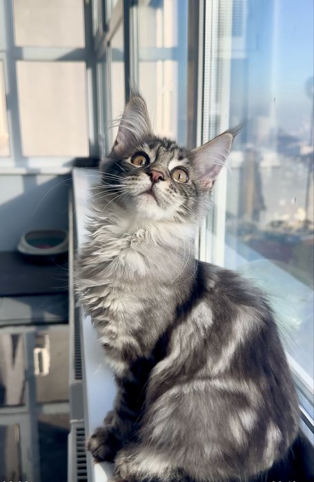 Мейн кун кошенята дівчинка чорний  мармур на сріблі