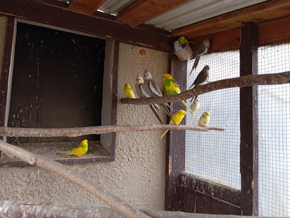 Młode papużki faliste