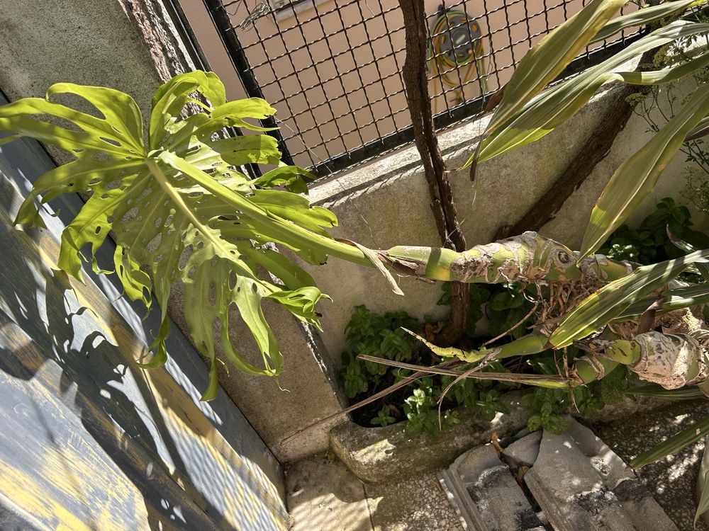 Raízes de Planta de Costela Adão ou Monstera Deliciosa grande
