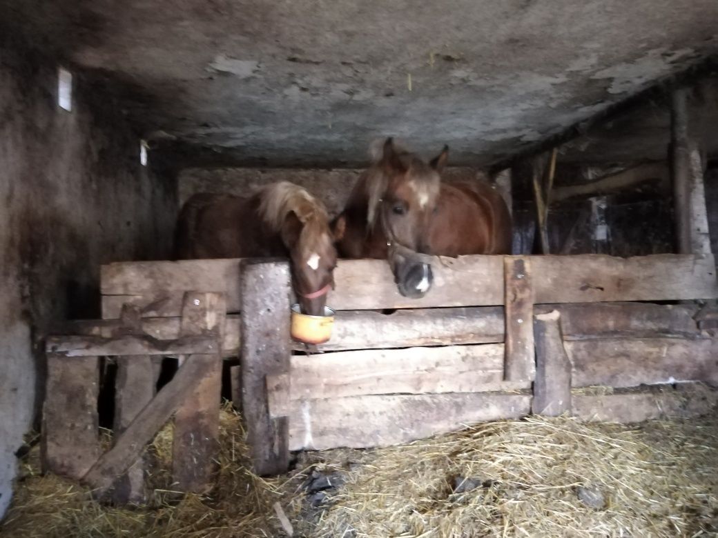 Klacz zimno krwista że źrebakiem