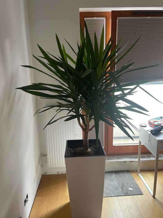 Palma Juka Yucca roślina doniczkow na pniu kwiat donica Lamela finezja