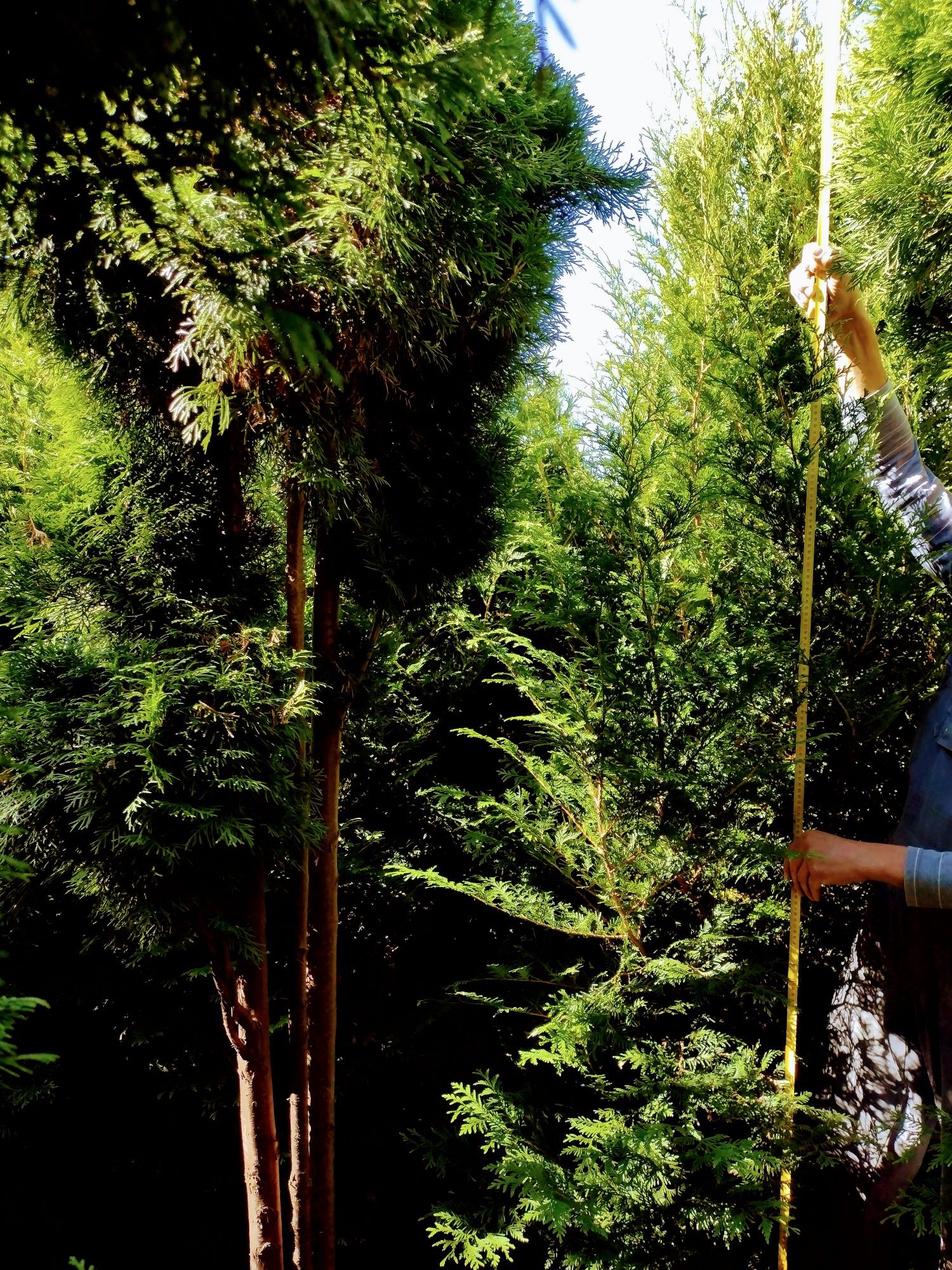 Tuja Aureospicata wysoka 230-260 cm, tuje SZMARAGD różne wysokości