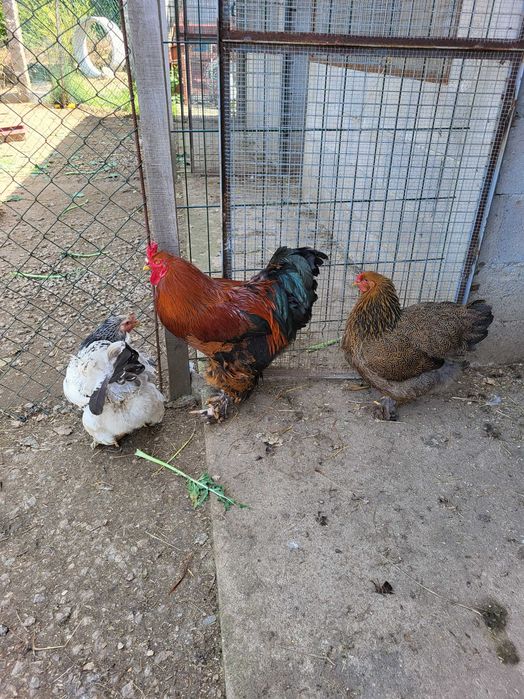 Aves de Rasa Pura Galinhas, Galos, Perus, Patos, Garnisés