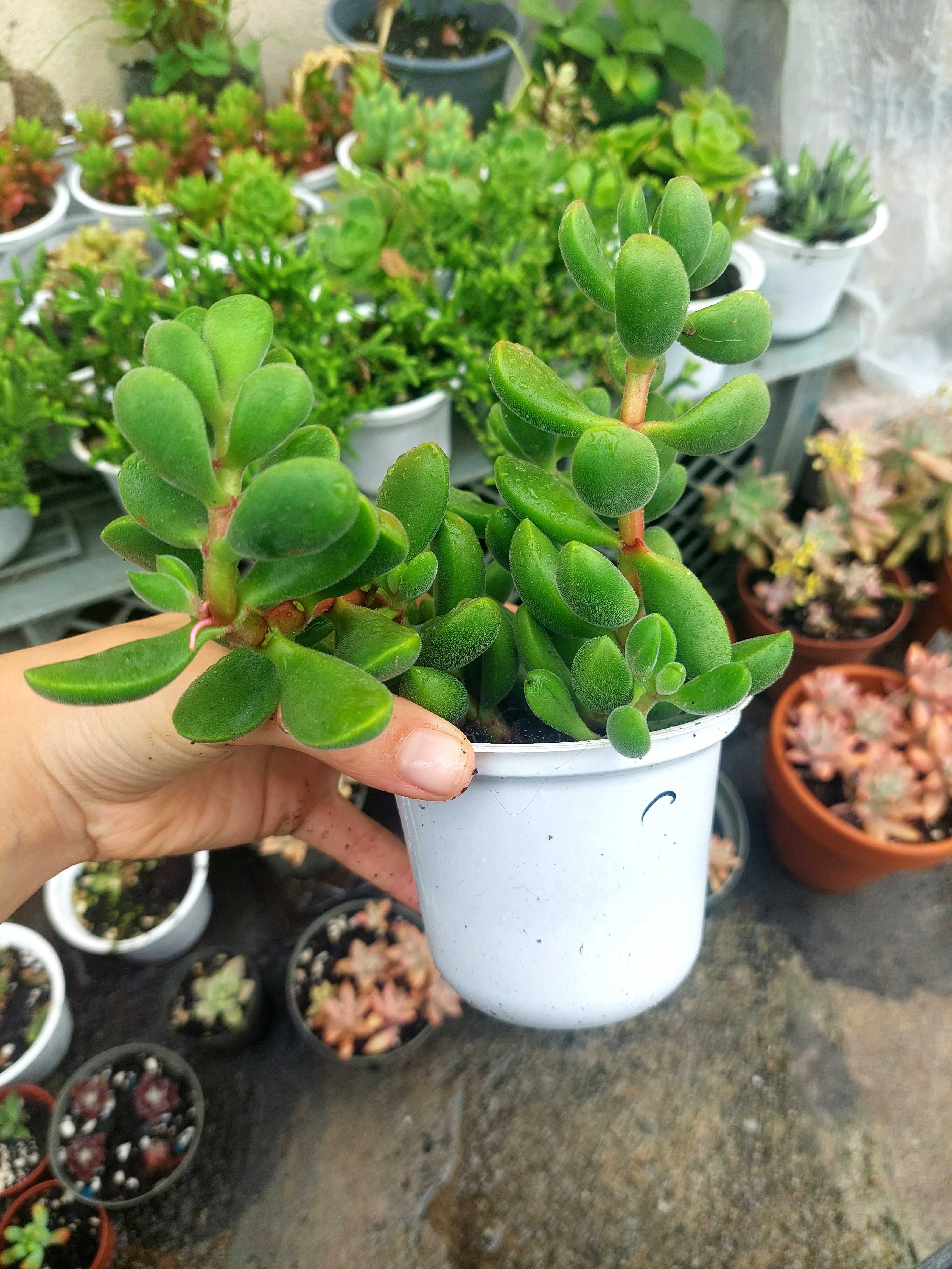 Suculenta Crassula