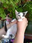 Хлопчик кошеня котик кіт котенок котята
