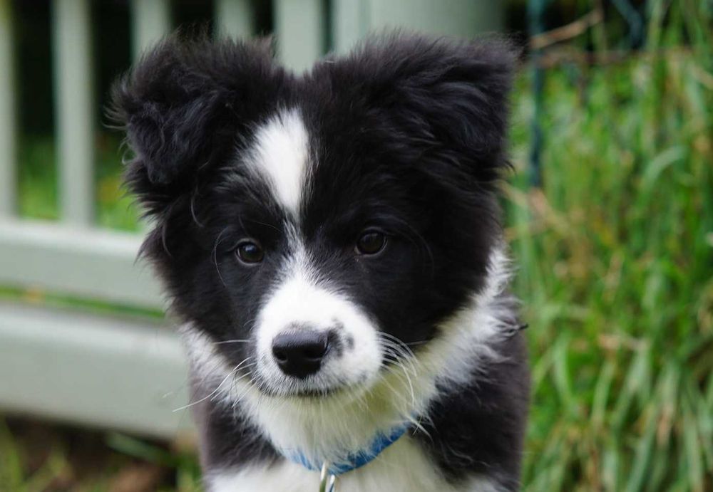Border collie , chłopiec czarno biały ZKwP / FCI