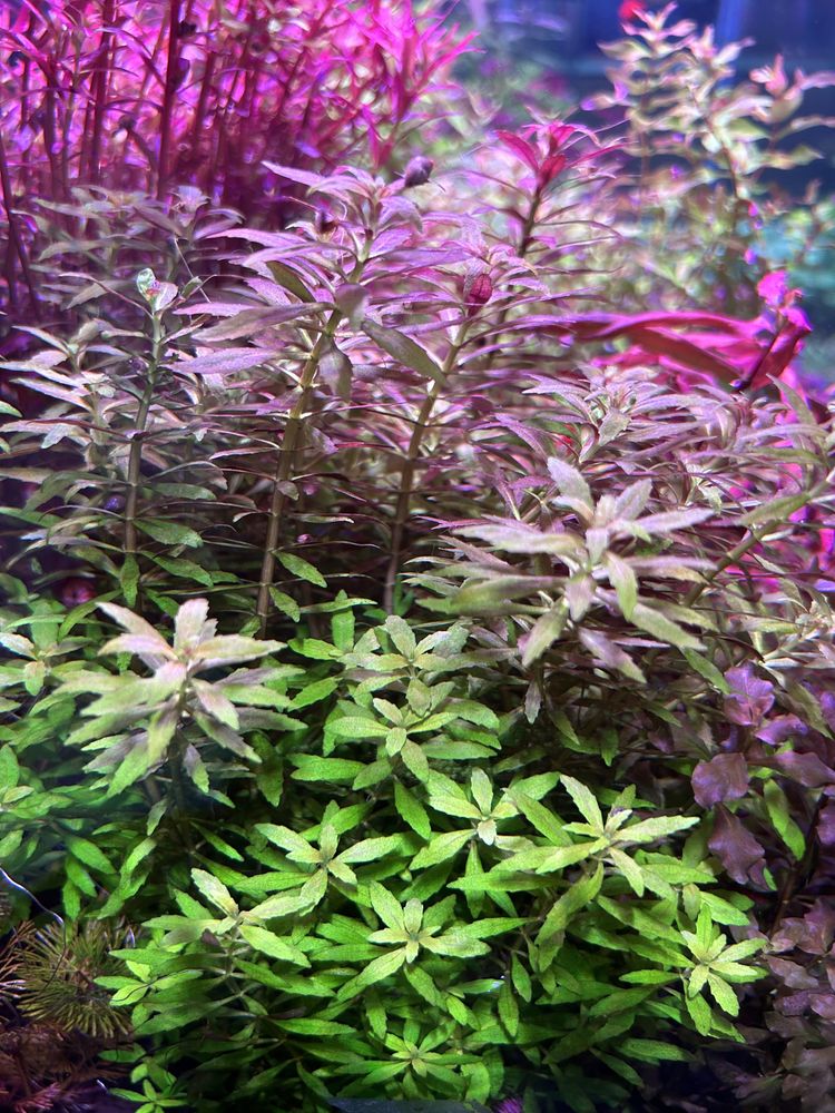 Limnophila Aromatica mini