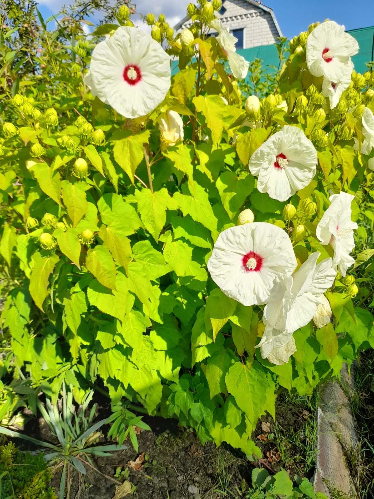 Королівський Гібіскус