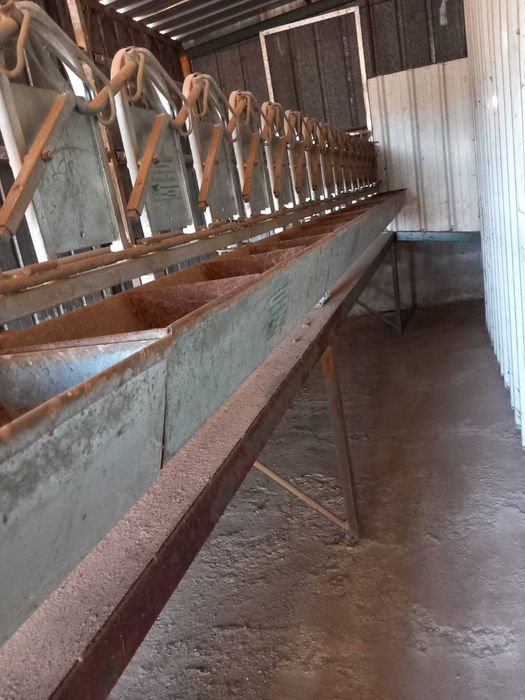 Cornadis para ovelhas/cabras