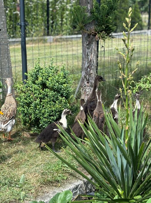 Biegusy indyjskie powyżej 8 tygodni