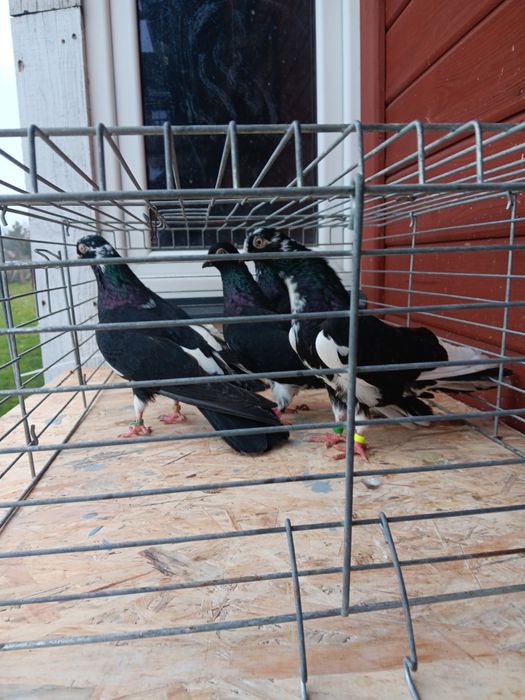 Gołębie zamojskie murzyny roztoczanskie