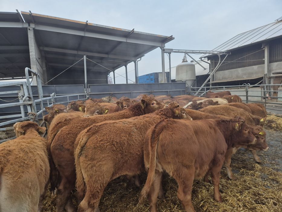 Byczki jałówki odsadki limousine krzyżówki LM