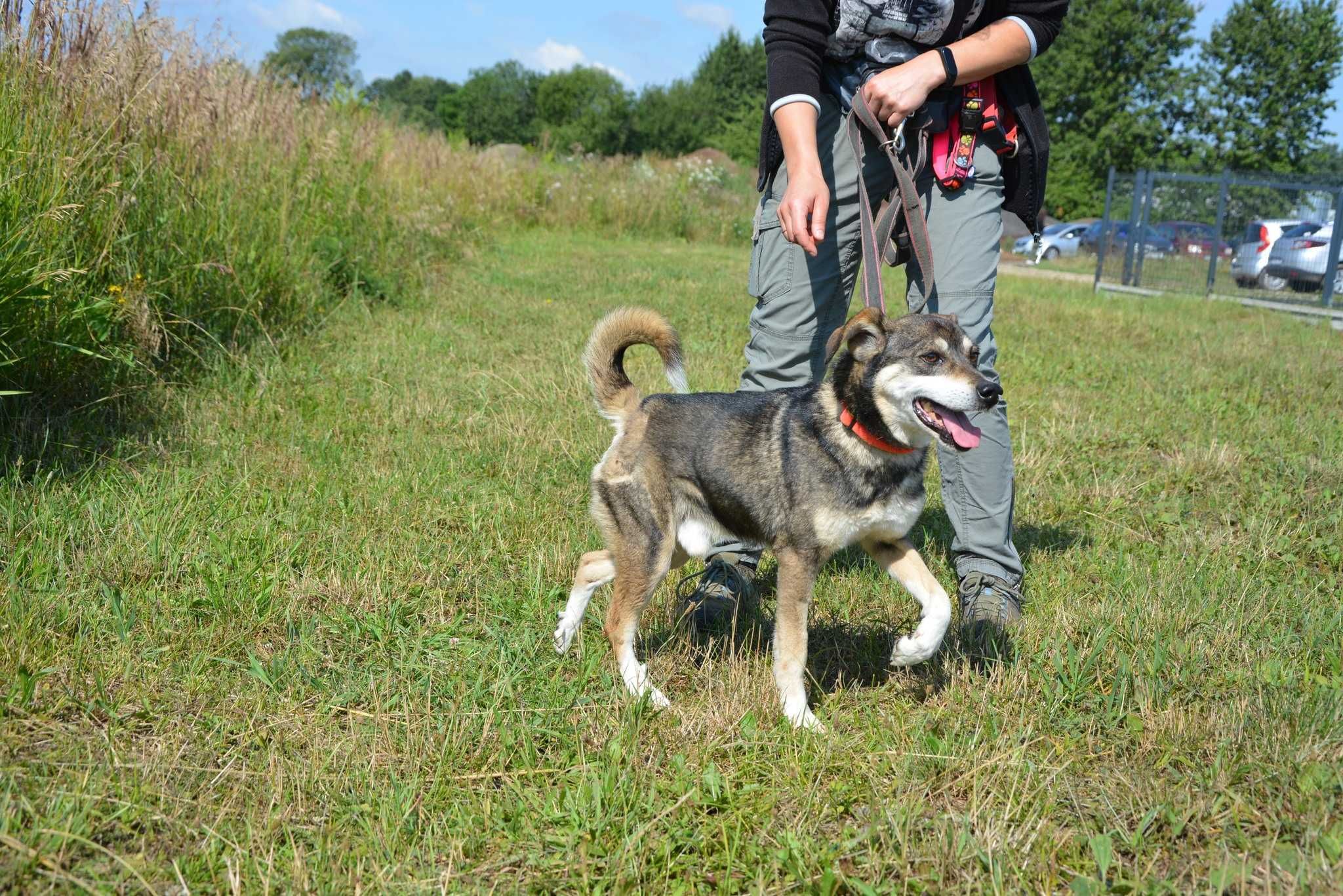 Gwizdek - psiak szukający domu, takiego na stałe - do adopcji