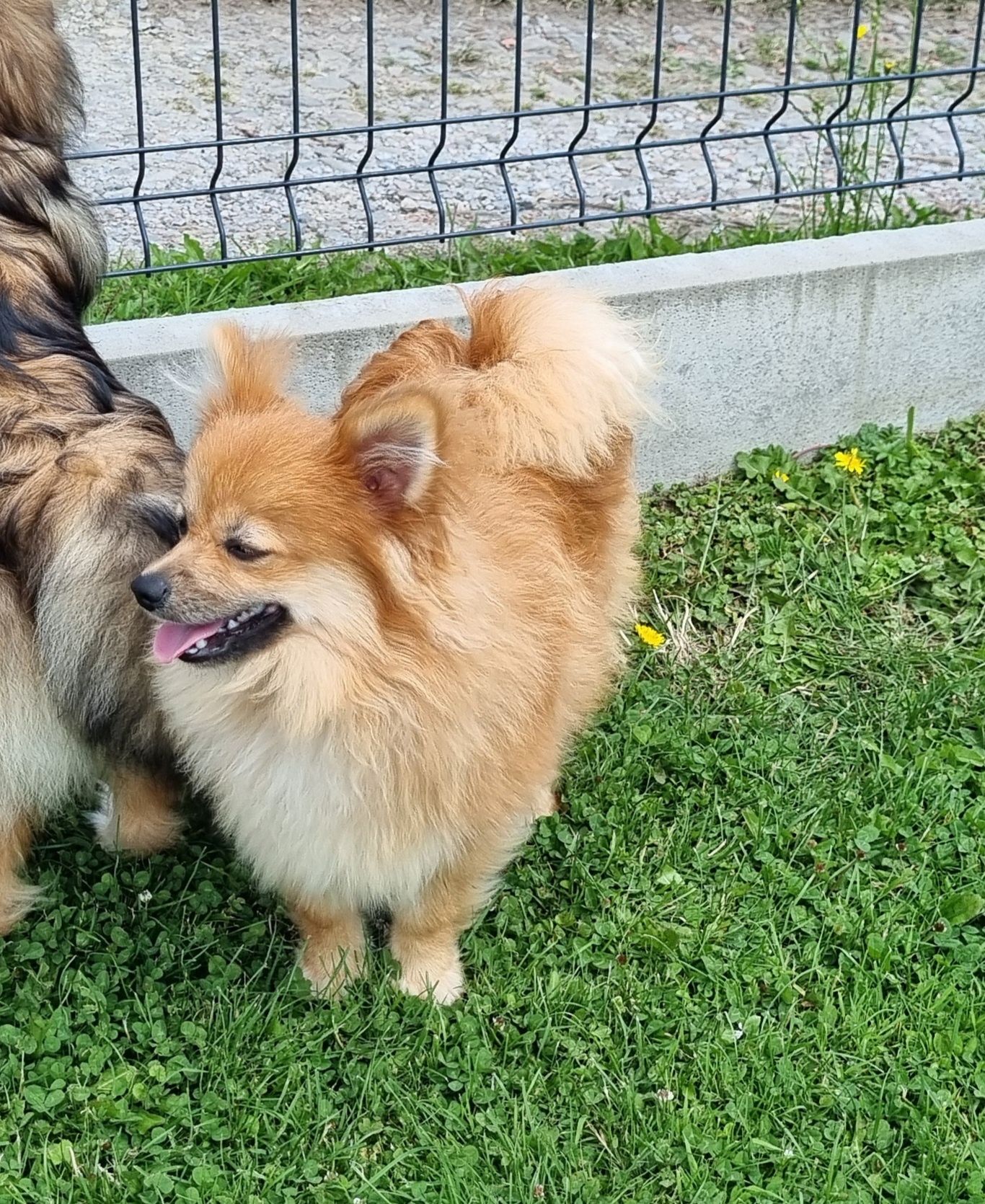 Piękny piesek szpic miniaturowy pomeranian?
