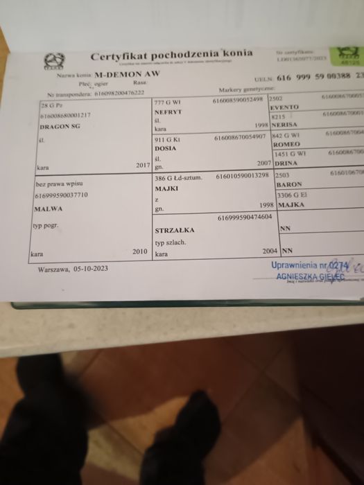 Sprzedam 2 ogiery śląskie i odsadki.