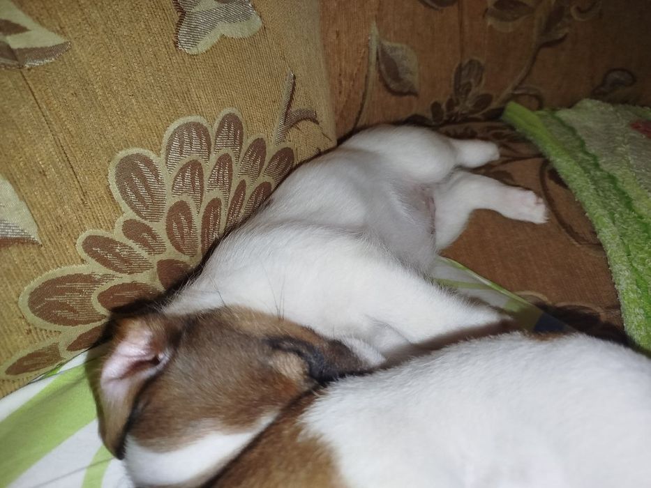 Цуцики Джек-Рассел 1хлоп 3 дівчинки