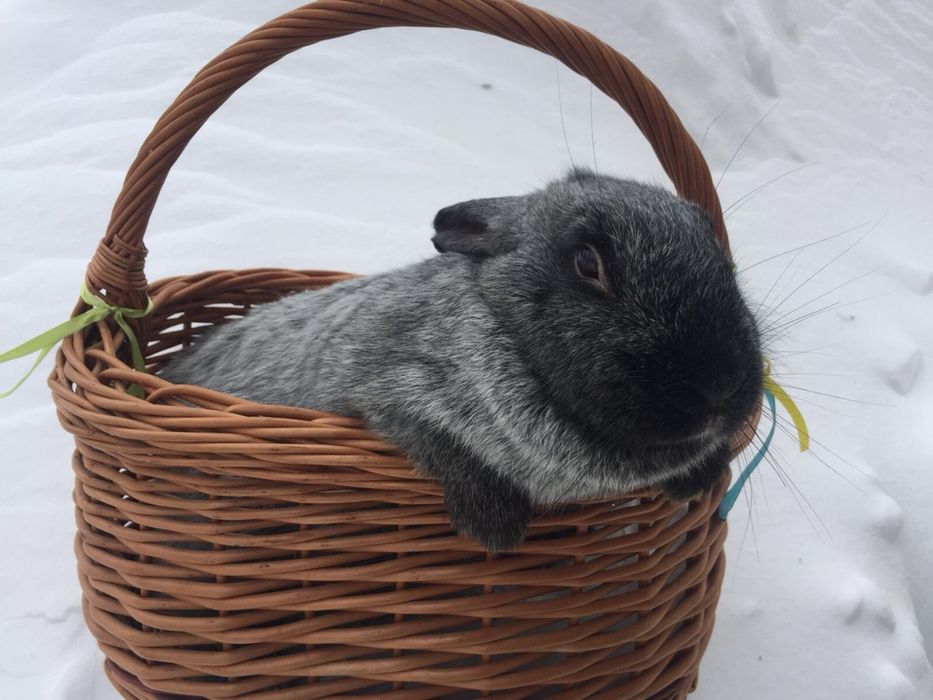 Кролики породи полтавське серебро, белий панон, калифорния.