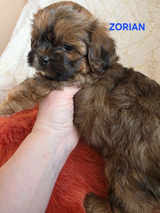 SHIHPOO śliczny chłopczyk