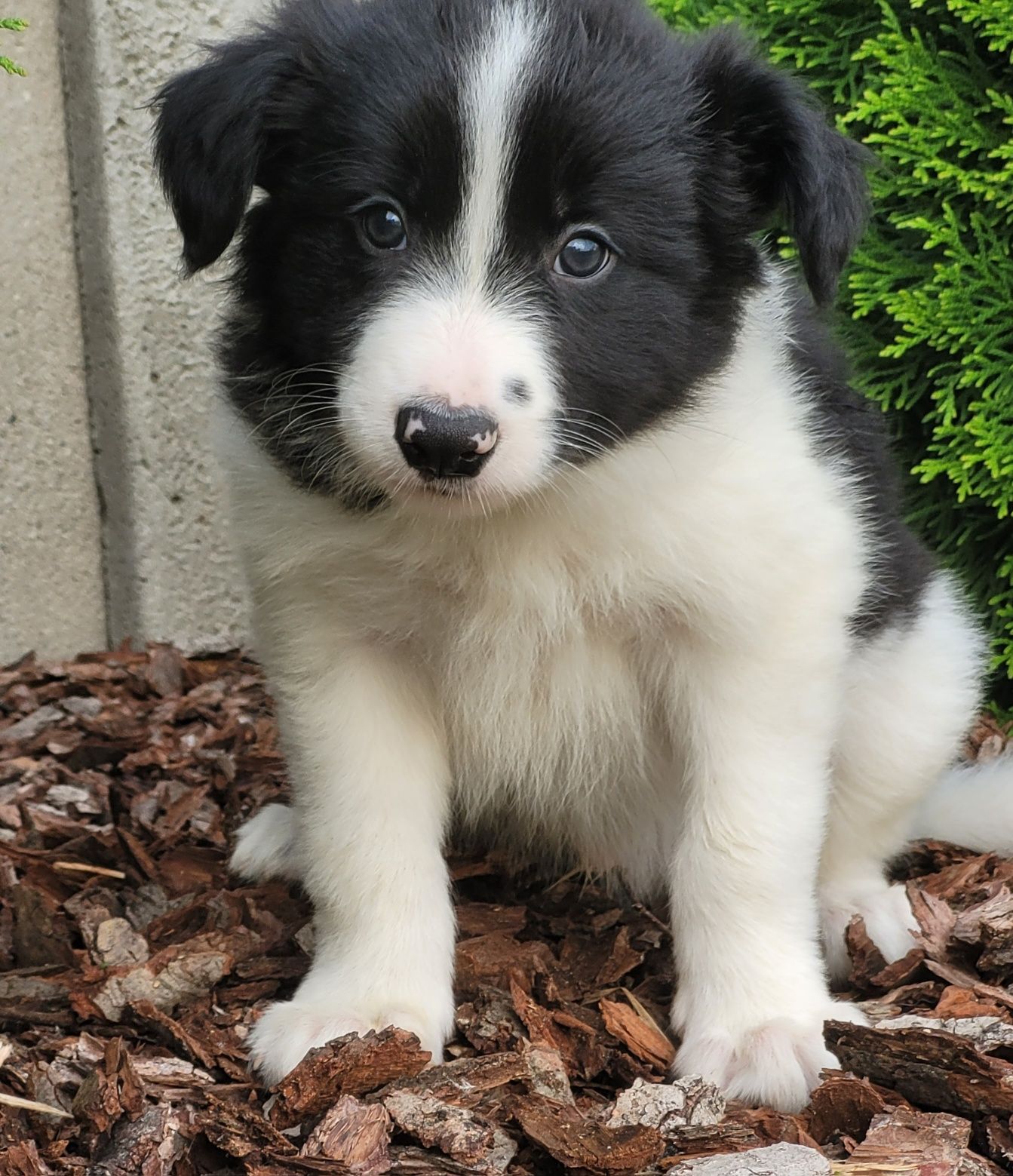 Border Collie Szczeniak Śliczny Zapraszam