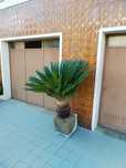 Plantas para exterior