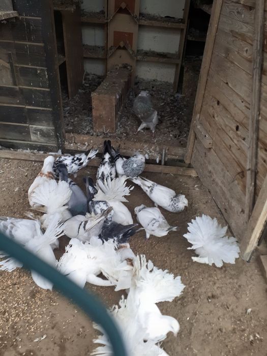 Sprzedam pawiki białe