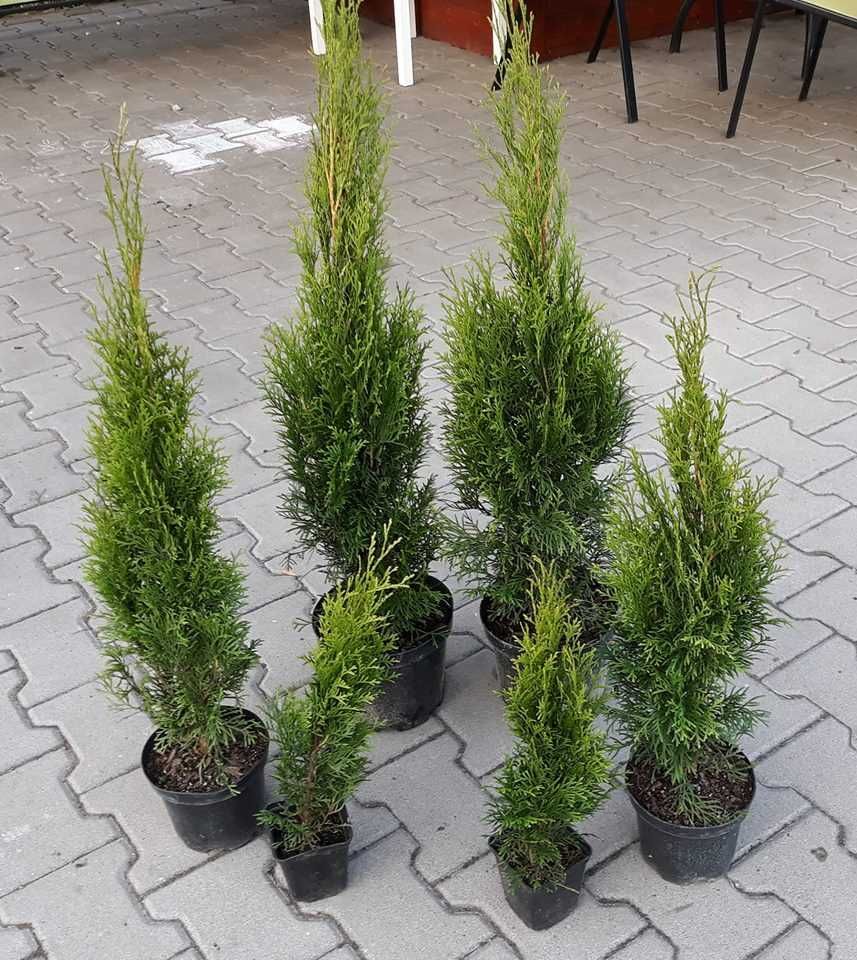 Tuja szmaragd 80cm donica bezobsługowy żywopłot nie laurowiśnia