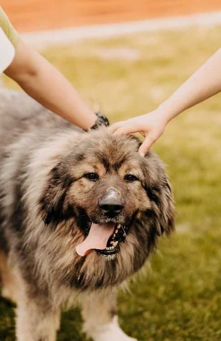 Owczarek kaukaski Gucio poleca się do adopcji!!!
