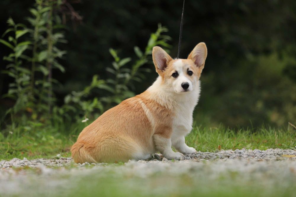 Welsh Corgi Pembroke piesek