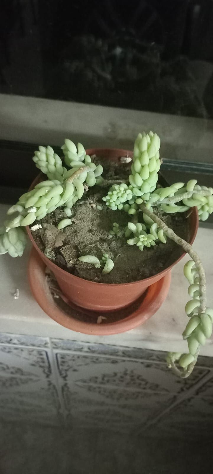 Plantas variadas
