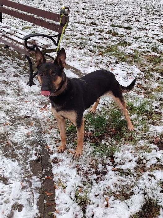 Owczarek Belgijski oddam max 50km