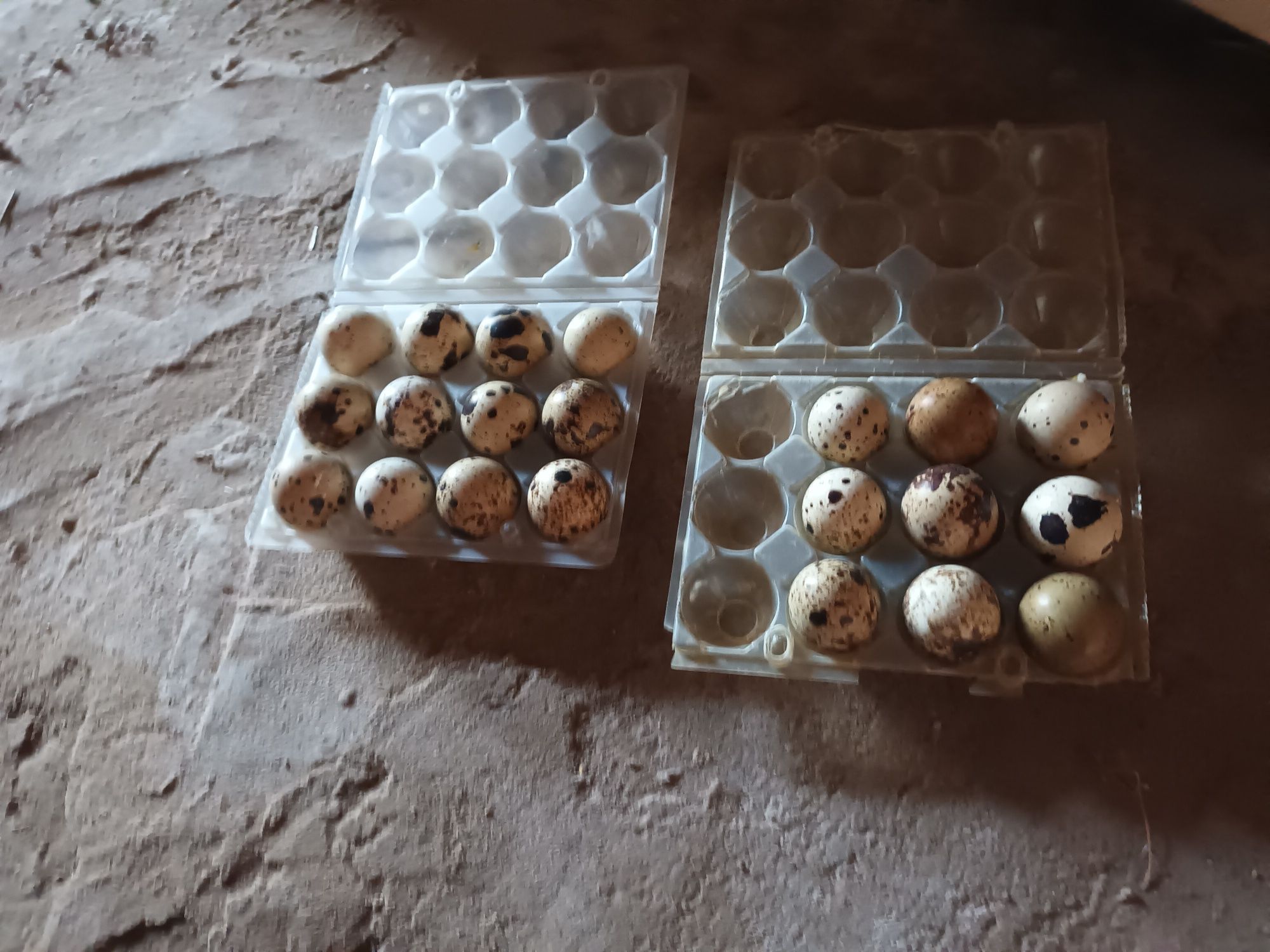 Ovos de codornizes