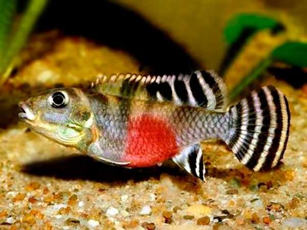 Barwniak transvestitus - Nanochromis transvestitus - dowóz, wysyłka