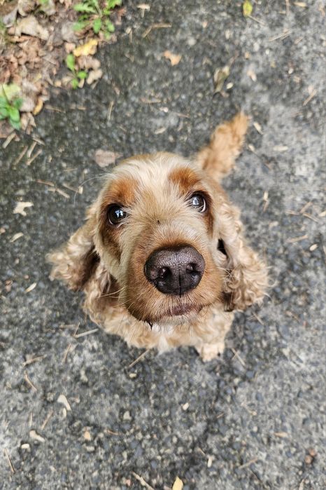 PILNE - Pies do adopcji - cocker spaniel