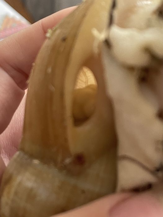 Африканські равлики ахатини